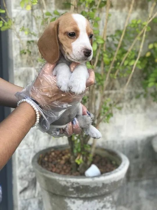 Beagle todas as cores - Foto 2