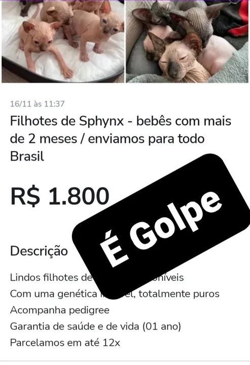 Filhotes de sphynx - (É Golpe pessoal) - Foto 2