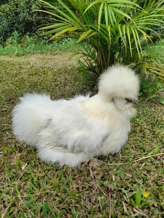 Galinha, galo,franga(o),pintinhos (filhotes)da raça ornamental sedosa do Japão.