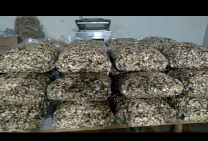 CASTANHA DO PARÁ COM CASCA E SEM CASCA.  - Foto 2