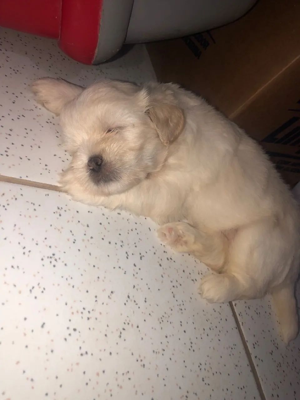 Filhote de Shih tzu Fêmea. - Foto 5