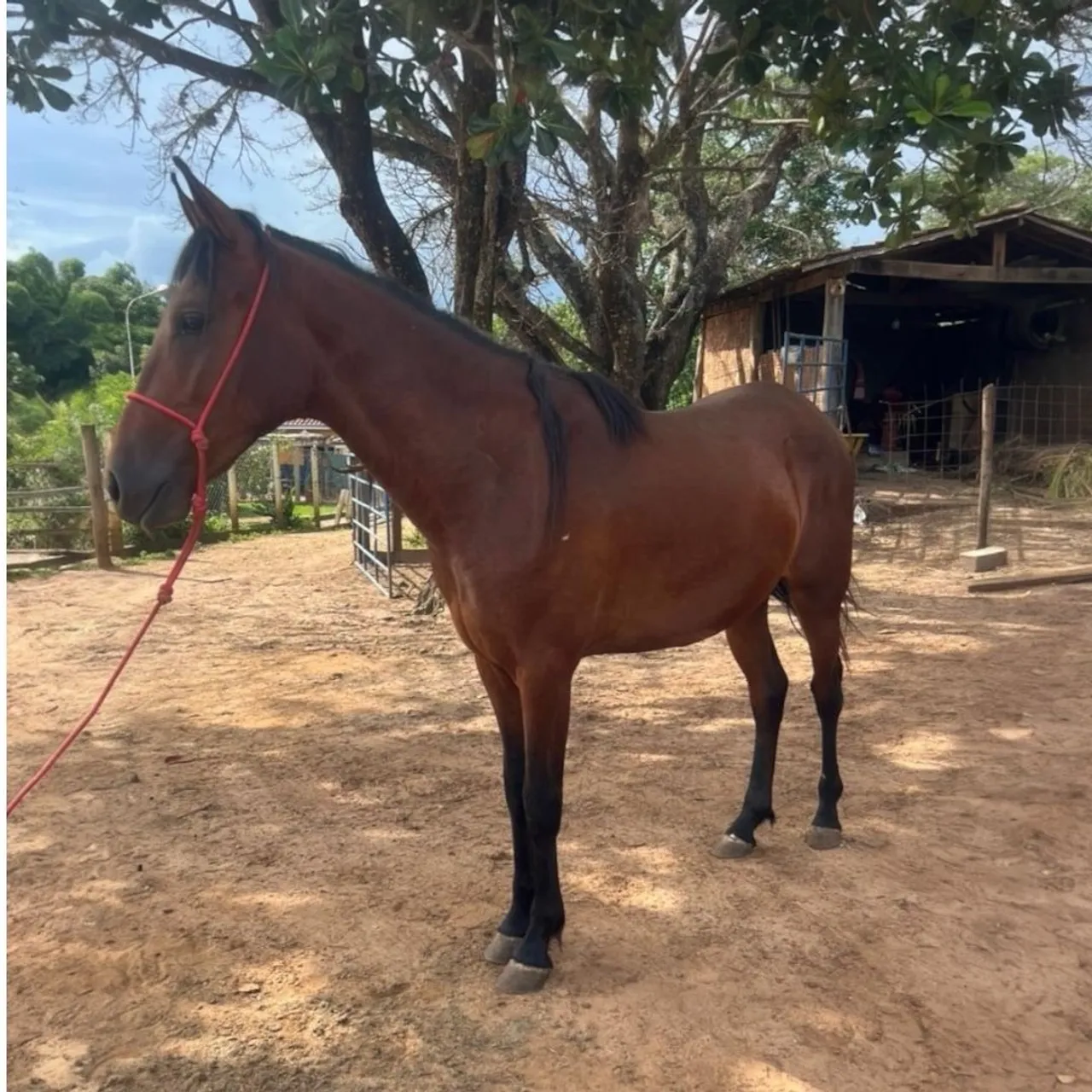 Potro mangalarga marchador registrado