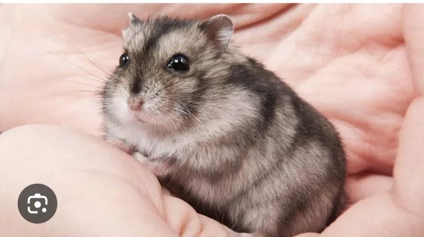 Casal de hamster para doação 