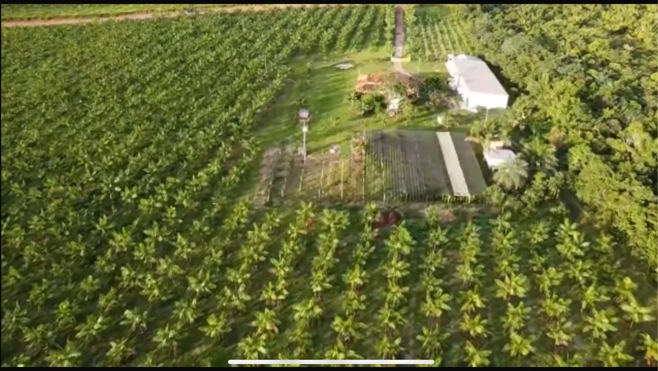 Vendo Maravilhosa fazenda de açaí em "São João da Ponta"