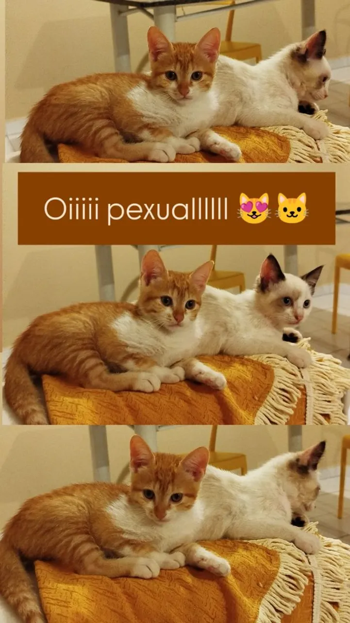 Gatinhos fofinhos para adoção!