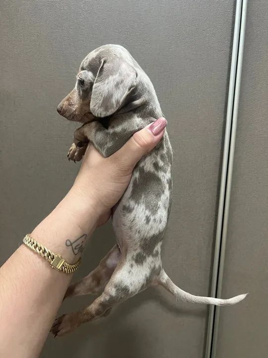 Basset daschshund arlequim ISABELA/LILAC rara!! - Foto 2