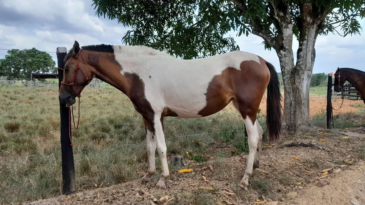 Potra pampa mangalarga com piquira - Foto 2