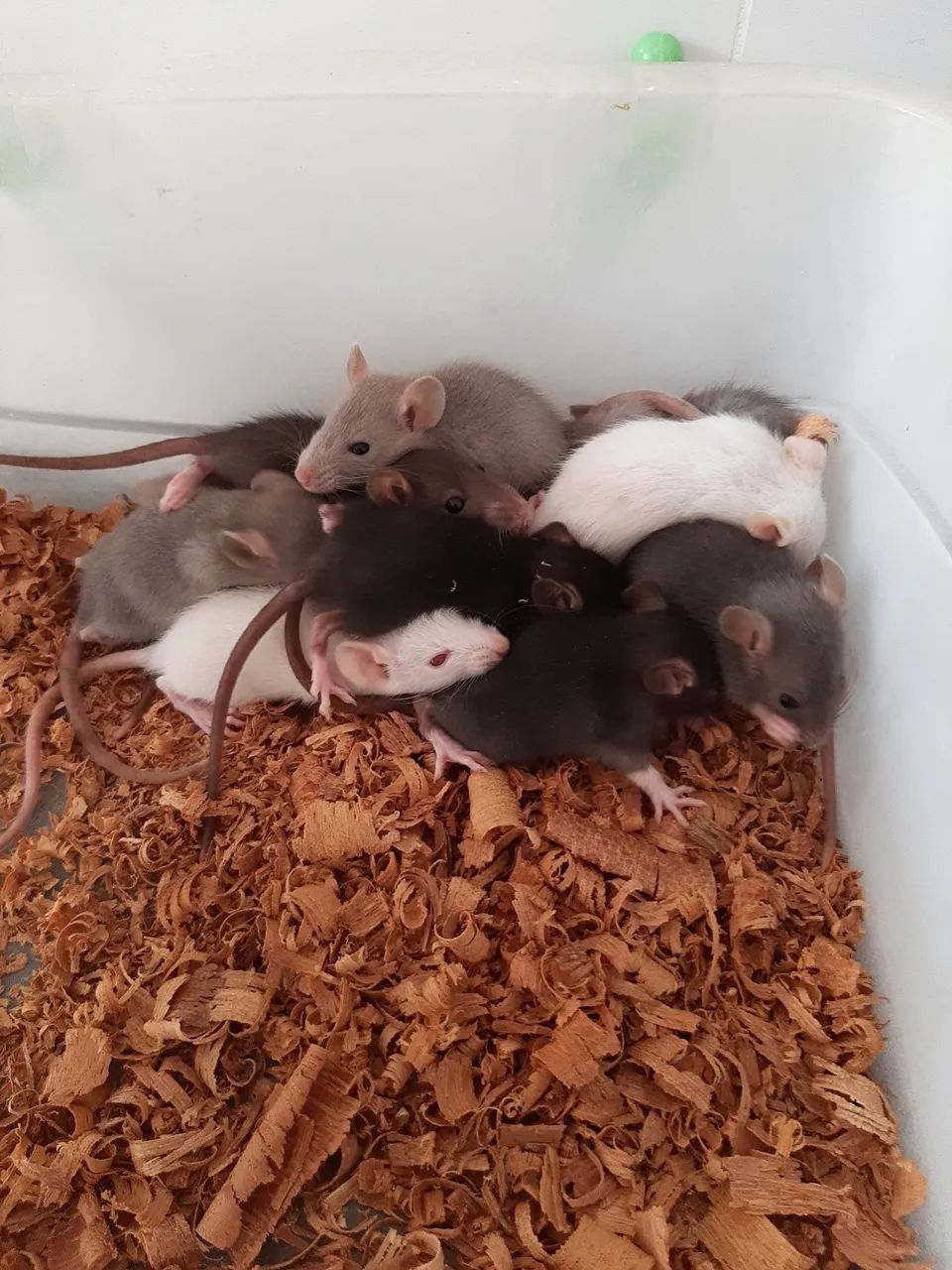 Ratos Mercol/Twister - Foto 4