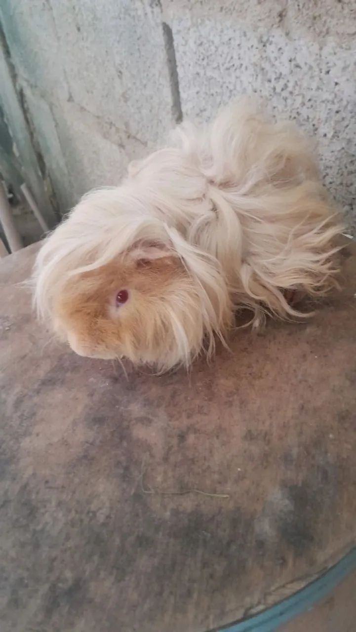 Vendo alpaca macho  - Foto 2