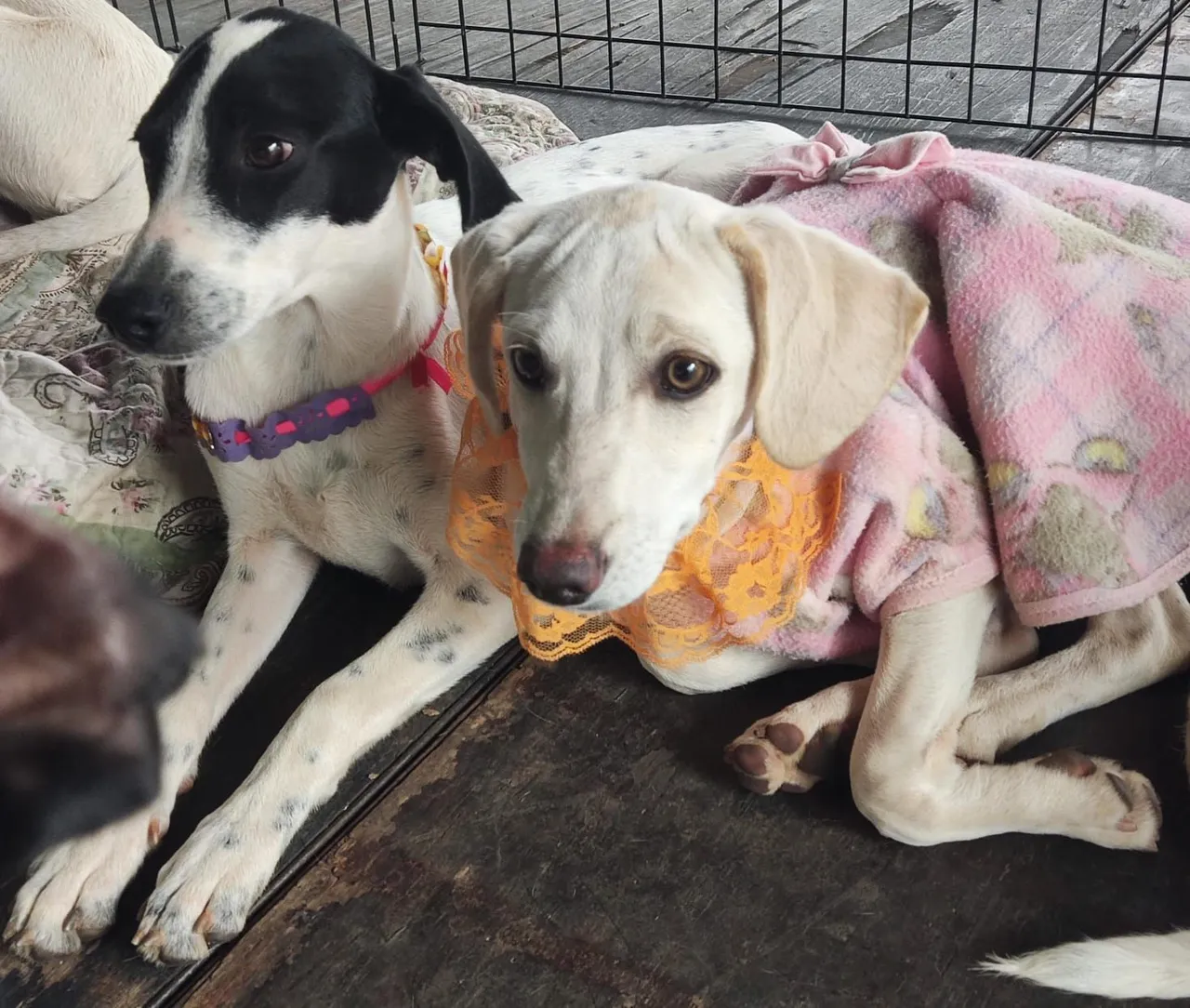 filhotes de cachorro para adoção responsável