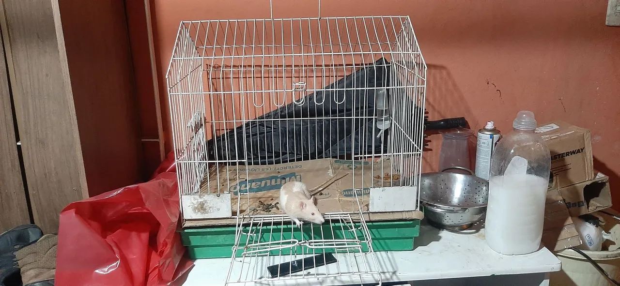 Doaçe rato de laboratório, ler descrição!!! - Foto 3