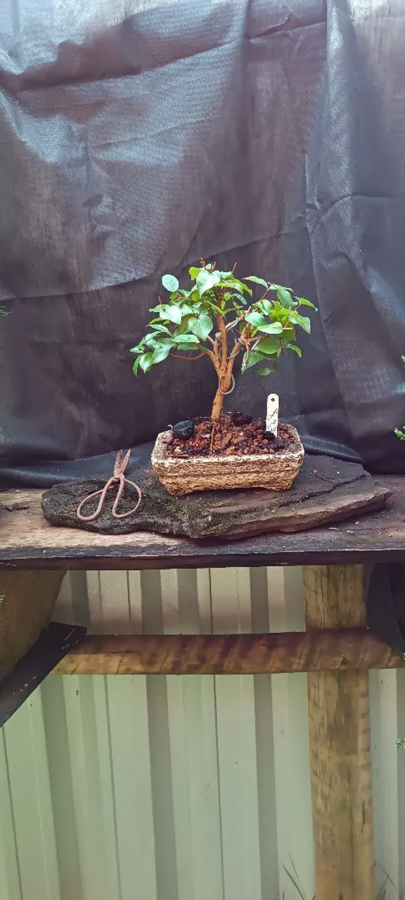 Bonsai de pitanga!