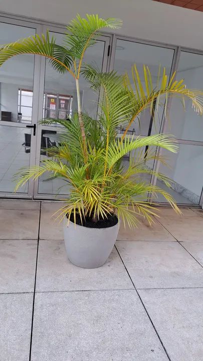 Palmeira Areca em vaso de plástico - Foto 3