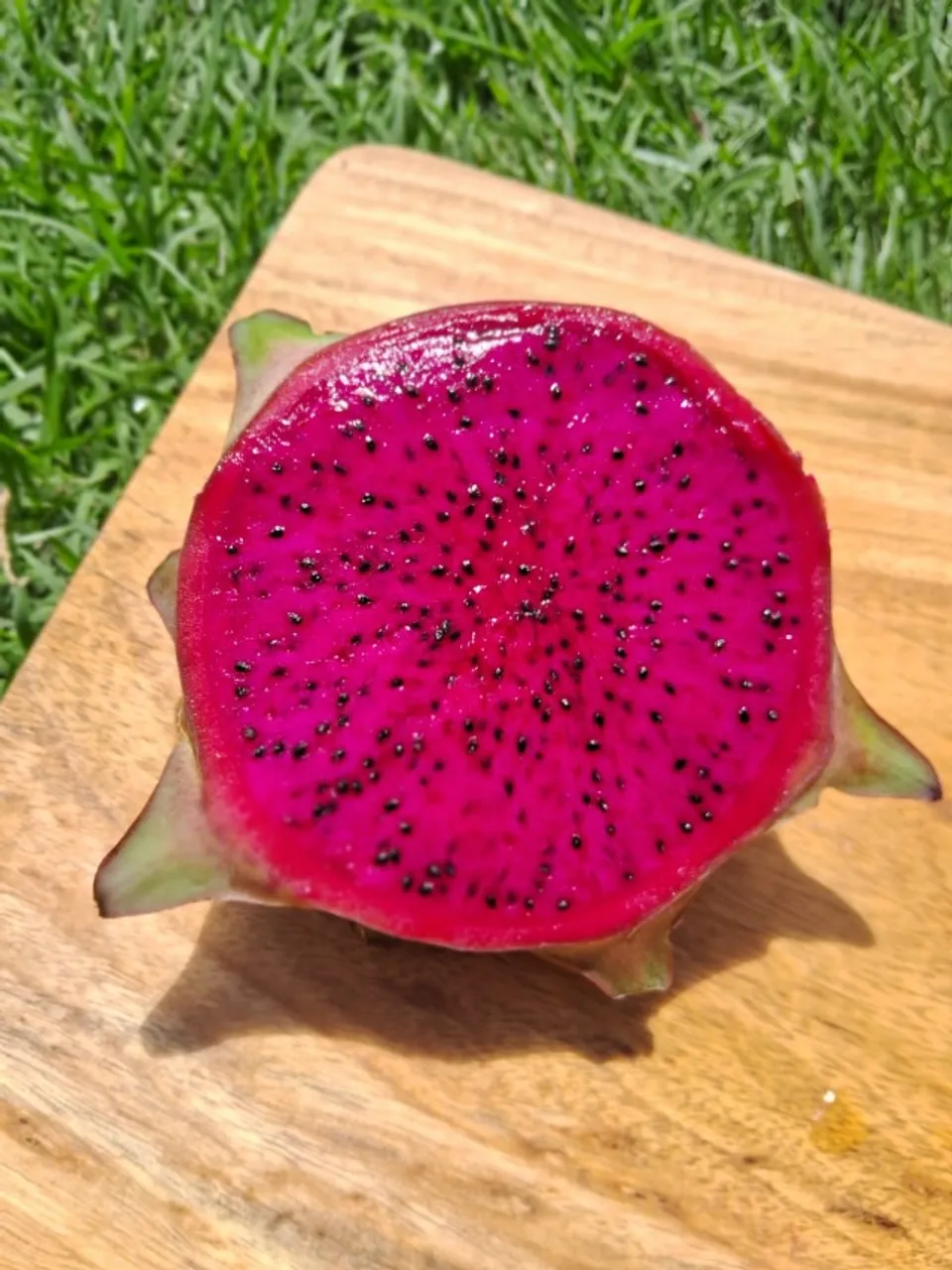 Mudas de Pitaya