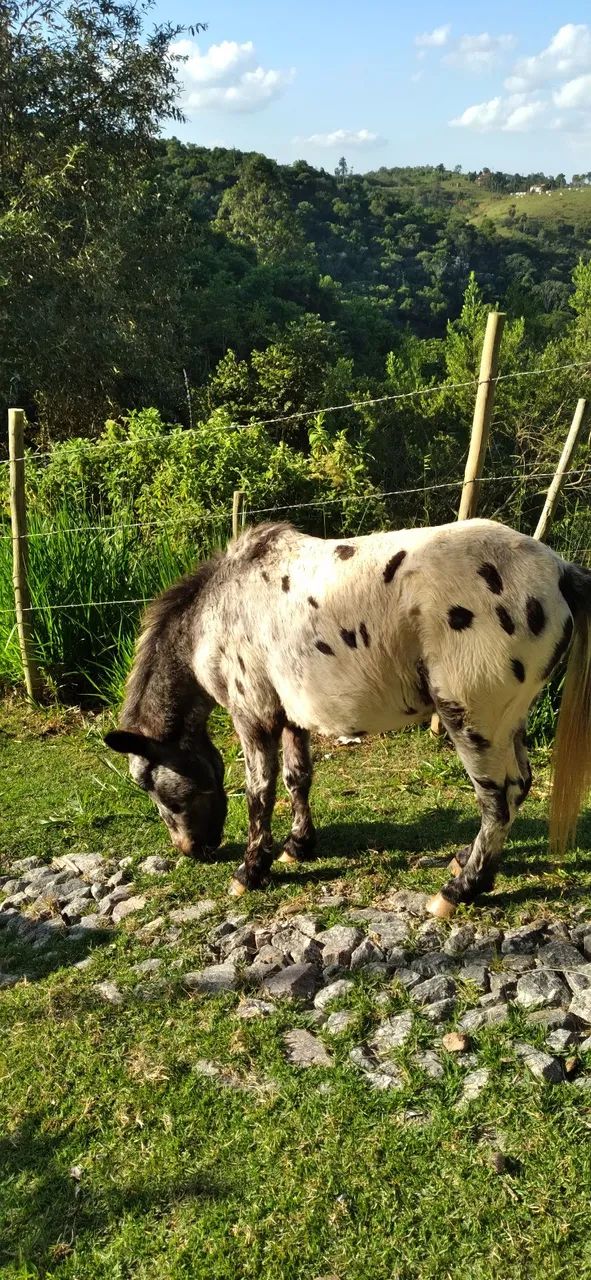 Mini pônei macho inteiro 