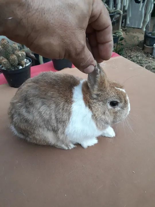Coelho anão netherland dwarf holandês 