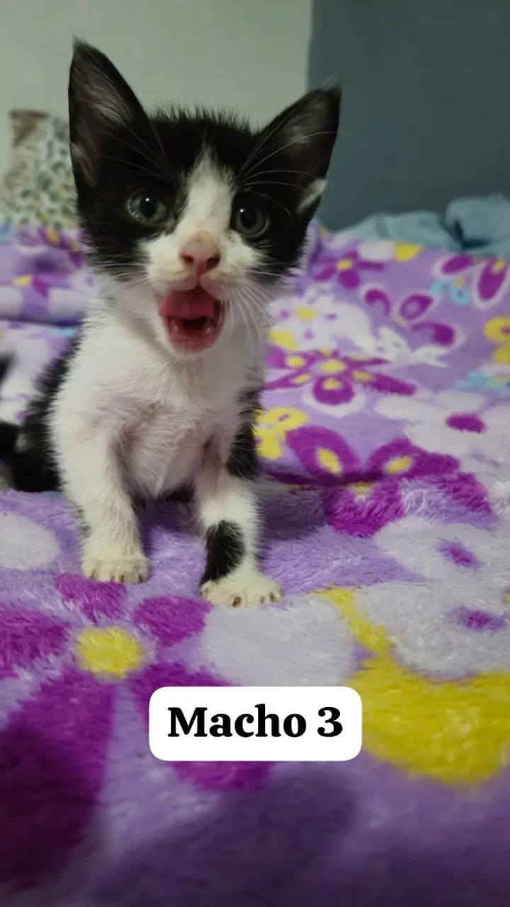 Doação de gatinhos - Foto 4