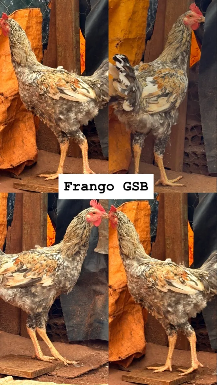 Frango GSB