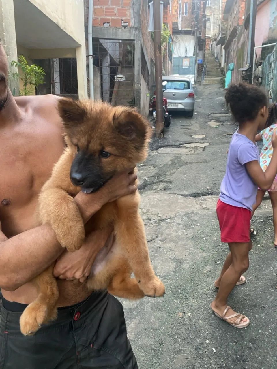 Filhote Chow-Chow - Foto 2