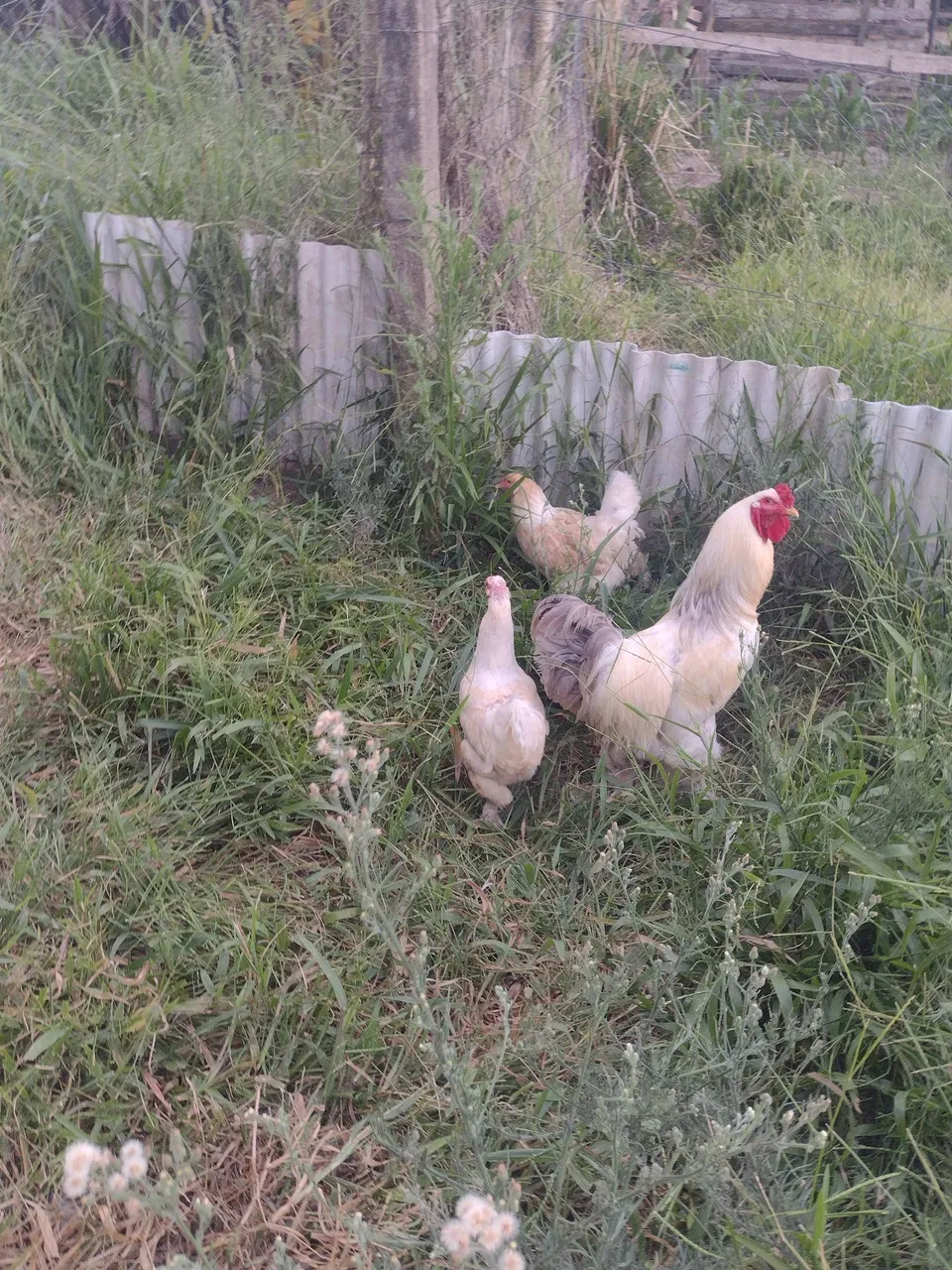 Galinha Brahma lemon azul