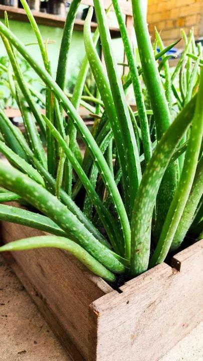 Muda de babosa espécie grande  - Foto 2