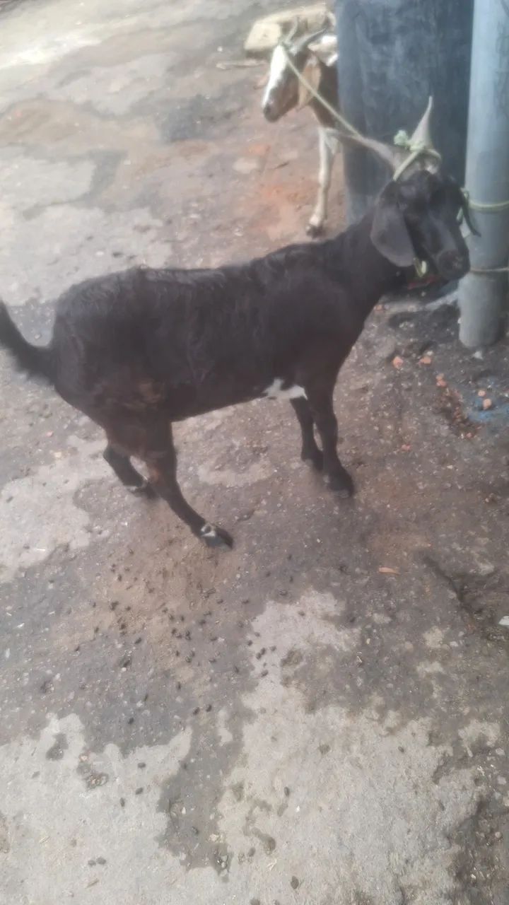 Bode e cabra - Foto 5