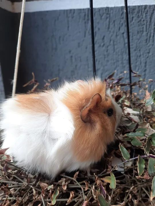 Lindos filhotes de porquinho da índia  - Foto 4