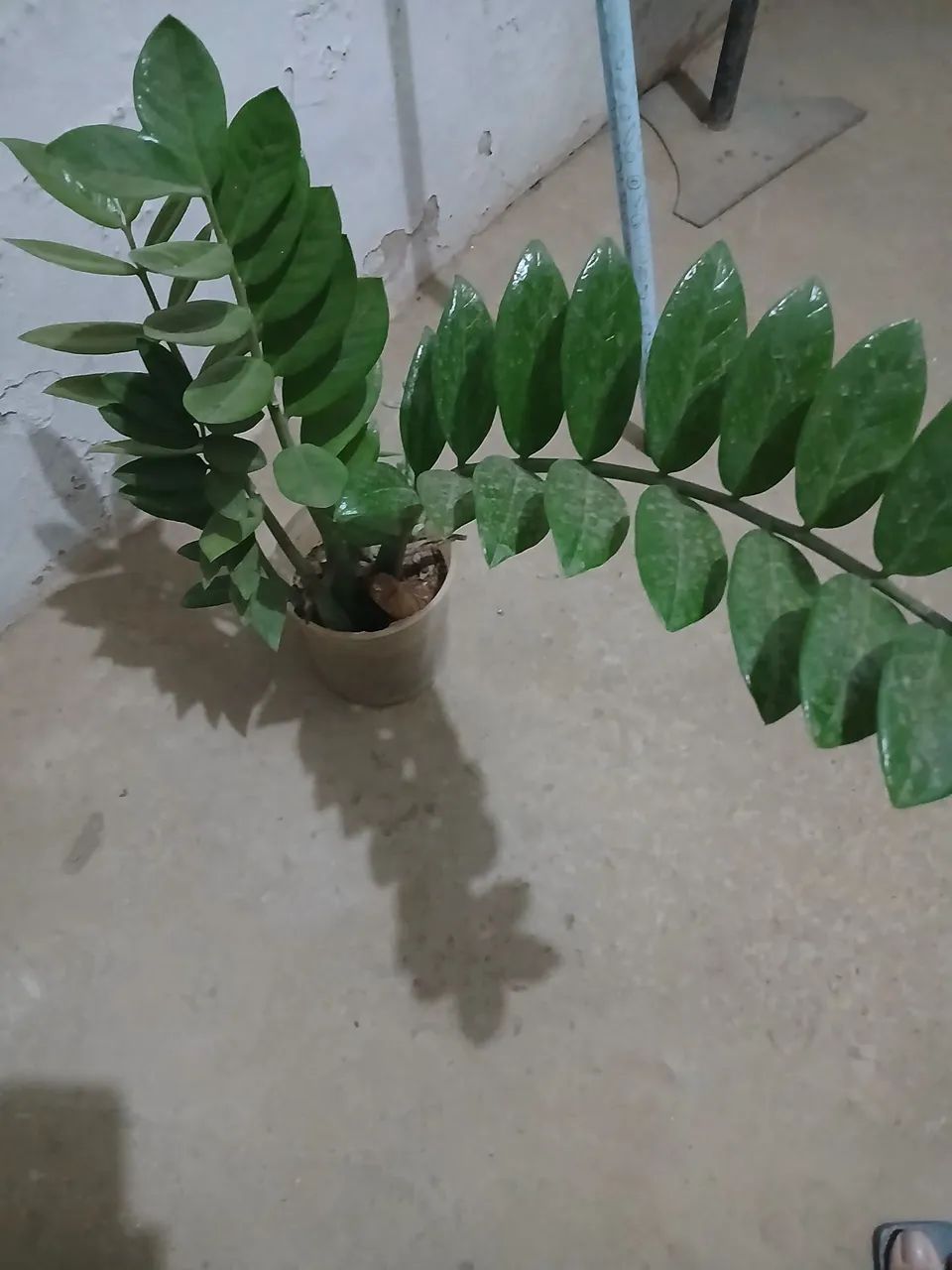Plantas  - Foto 2