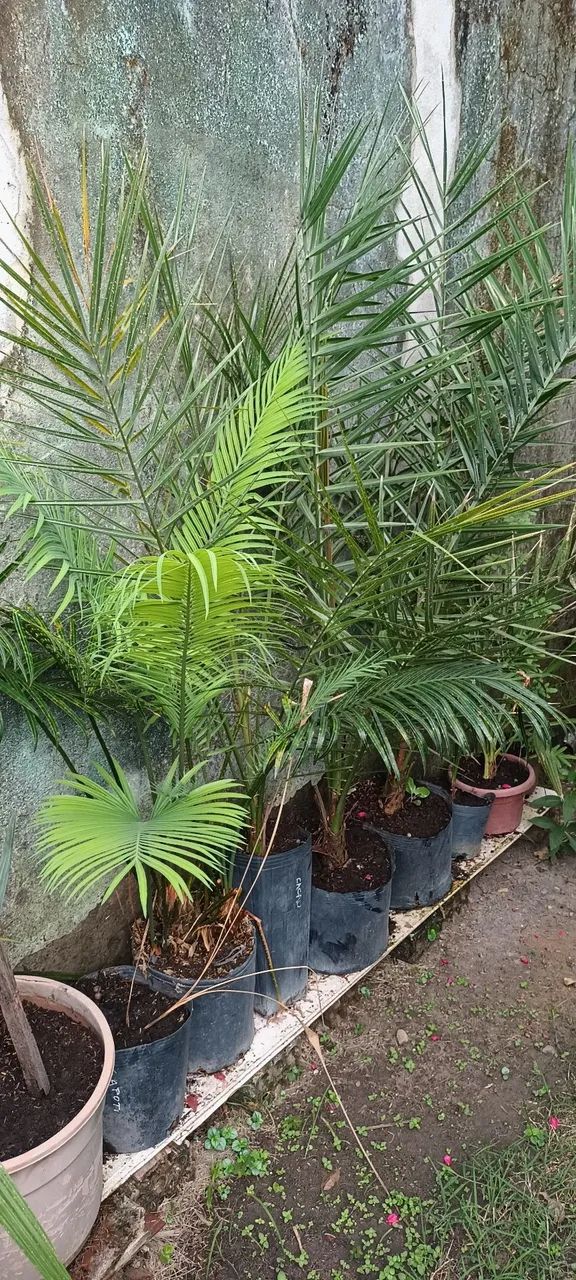 Palmeira Areca - Muda de Qualidade a partir de 30,00 reais - Foto 4
