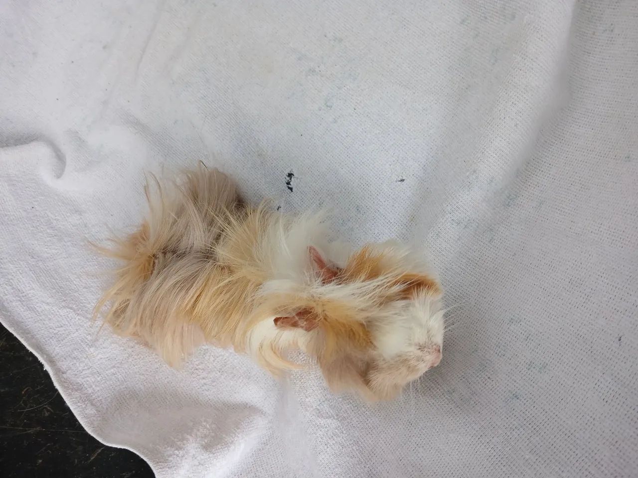 Porquinho da Índia peruano adulto  - Foto 2