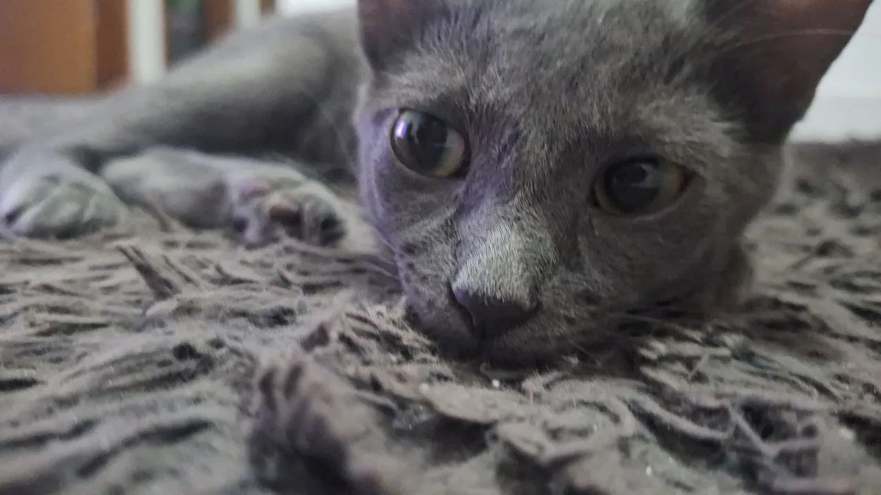 Doação de gato - Foto 5