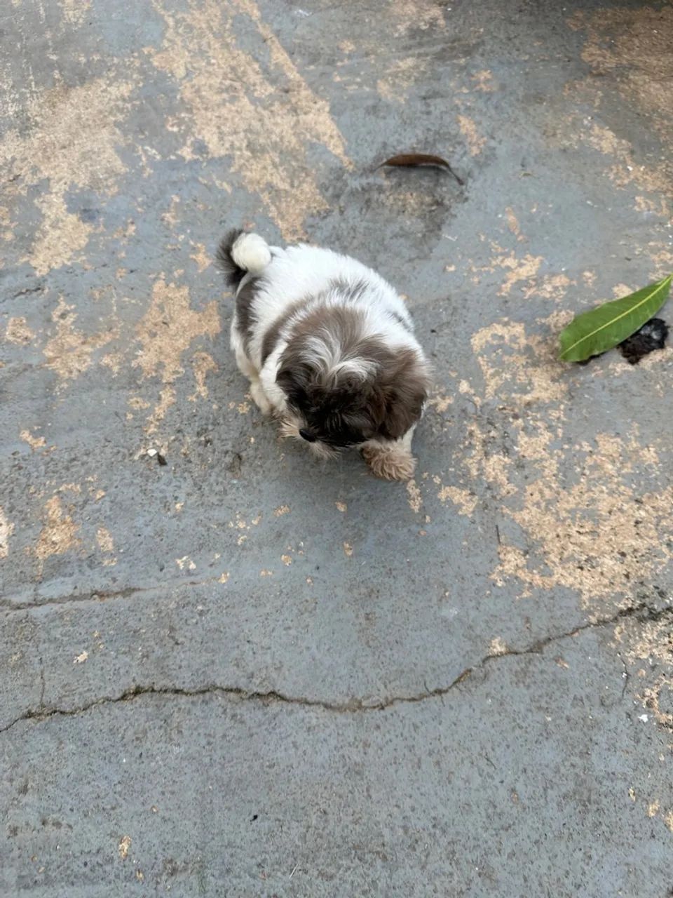 Filhotes Shih Tzu Macho - Foto 2