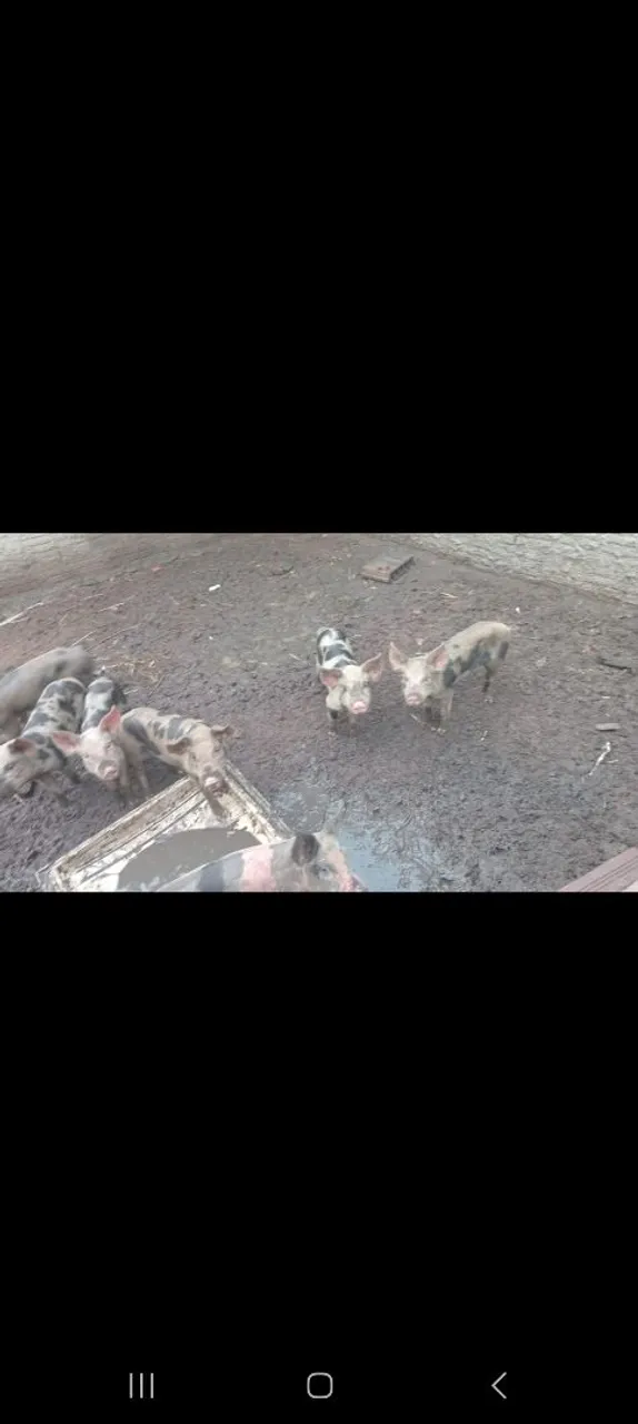 Filhotes de porco para venda