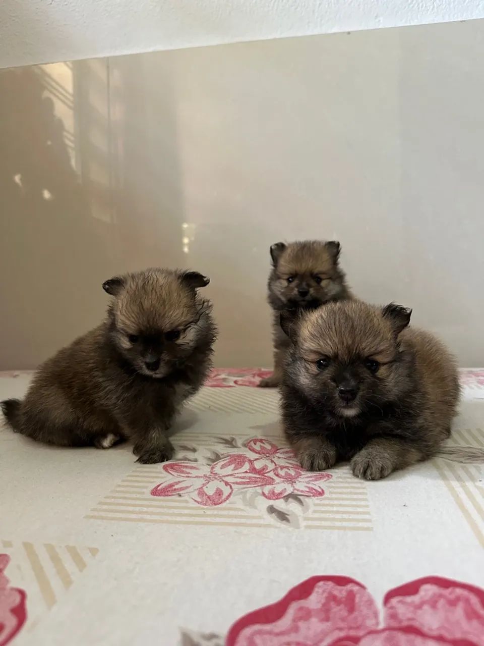 Spitz alemão (Lulu da pomerânia)