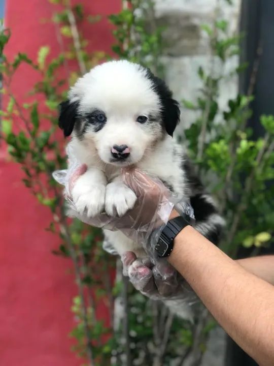 Border Collie Padrão CBKC - Foto 4