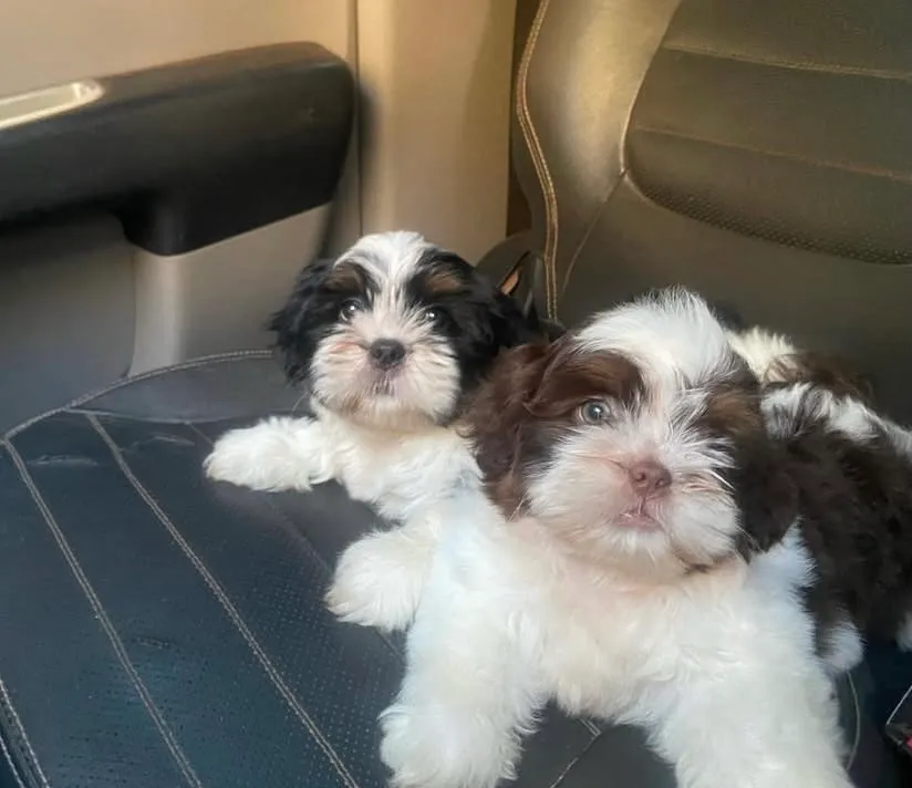 Filhotes Shih Tzu padrão pequeno - Disponíveis!