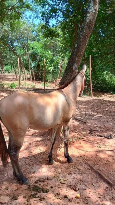 Mula de 1 ano  - Foto 4