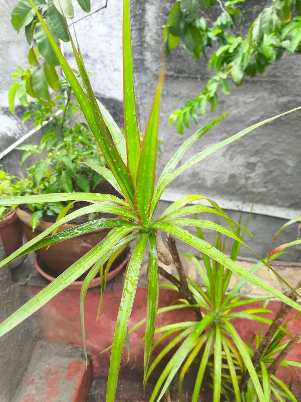 Planta dracena marginais de borda vermelha  - Foto 4