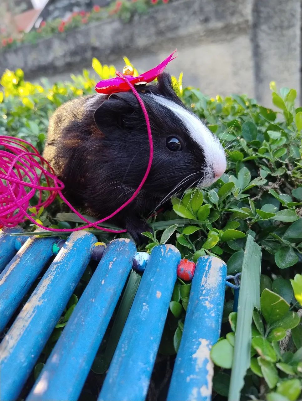 Porquinho da índia disponível  - Foto 6