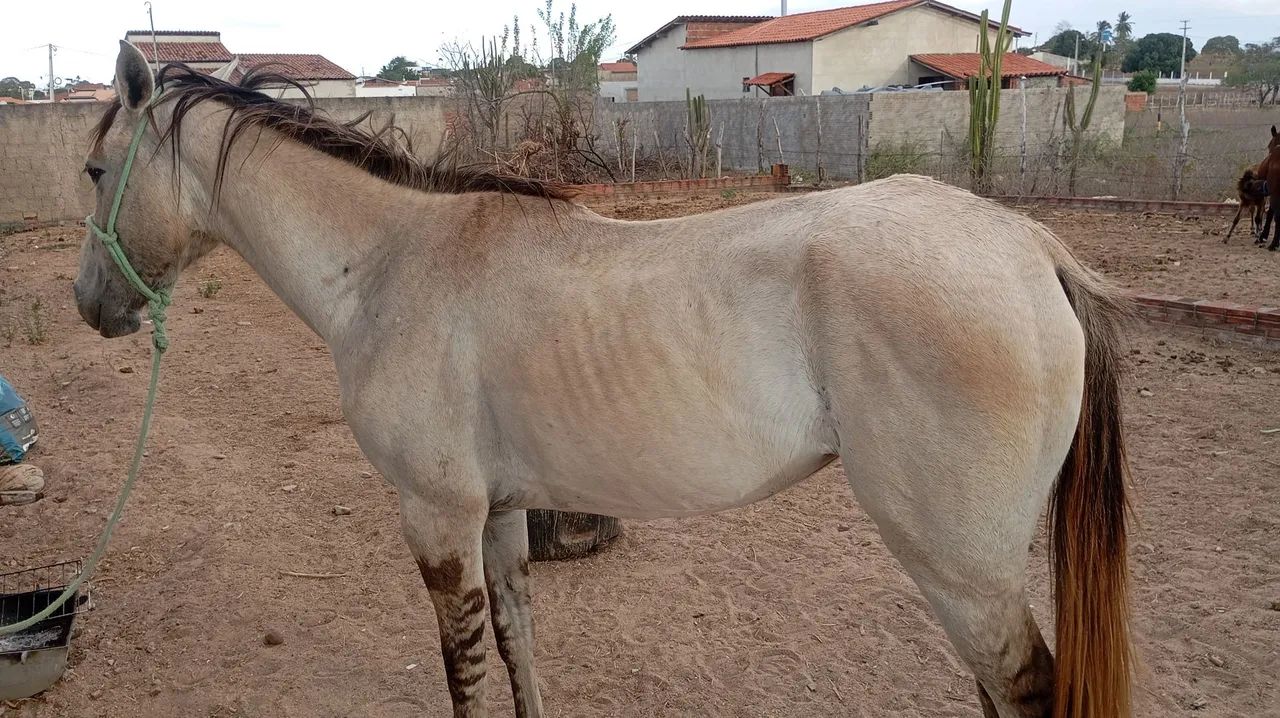 Égua pra vender ligeiro animal de procedência. - Foto 3