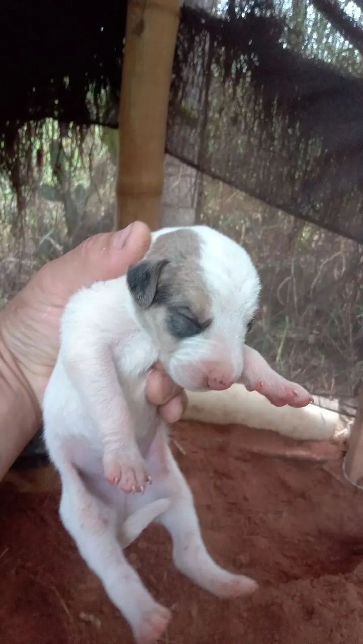 Filhotes de cães raça indefinida - Foto 2