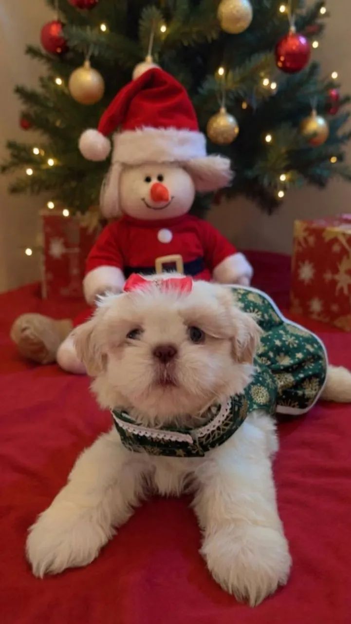 Shihtzu fêmeas filhotes  - Foto 2