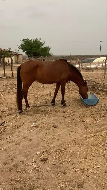 Vendo égua mestiça boa toda  - Foto 5