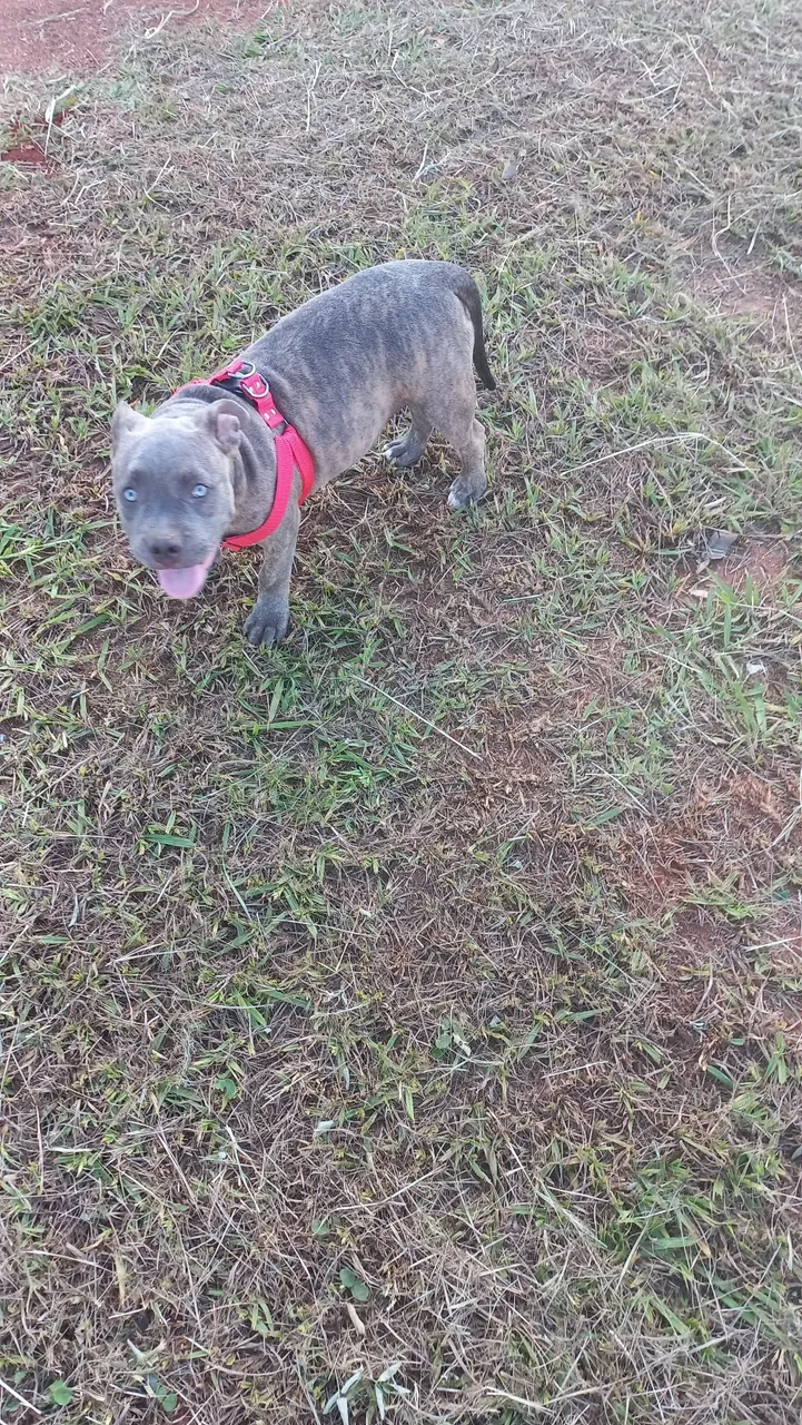 American bully pocket 7 meses