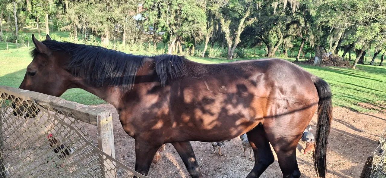 Cavalo bagua ingles com quarto de milha - Foto 2