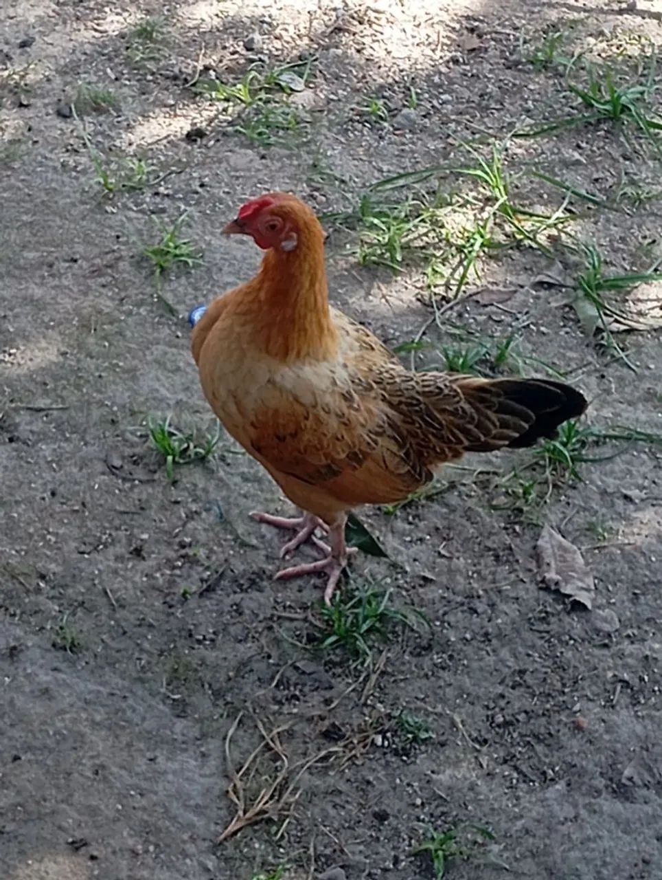 Vendo galinha e galos garnisé ,tenho pintinhos tbm. - Foto 2