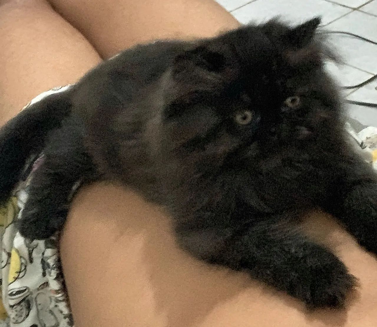 Gato Persa macho preto - Foto 2