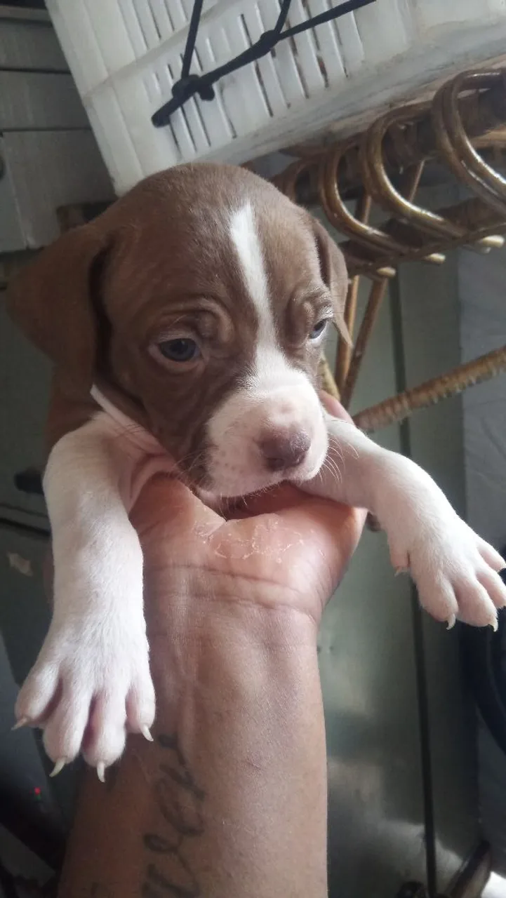 Filhote de Pitbull red nose puro ( macho)
