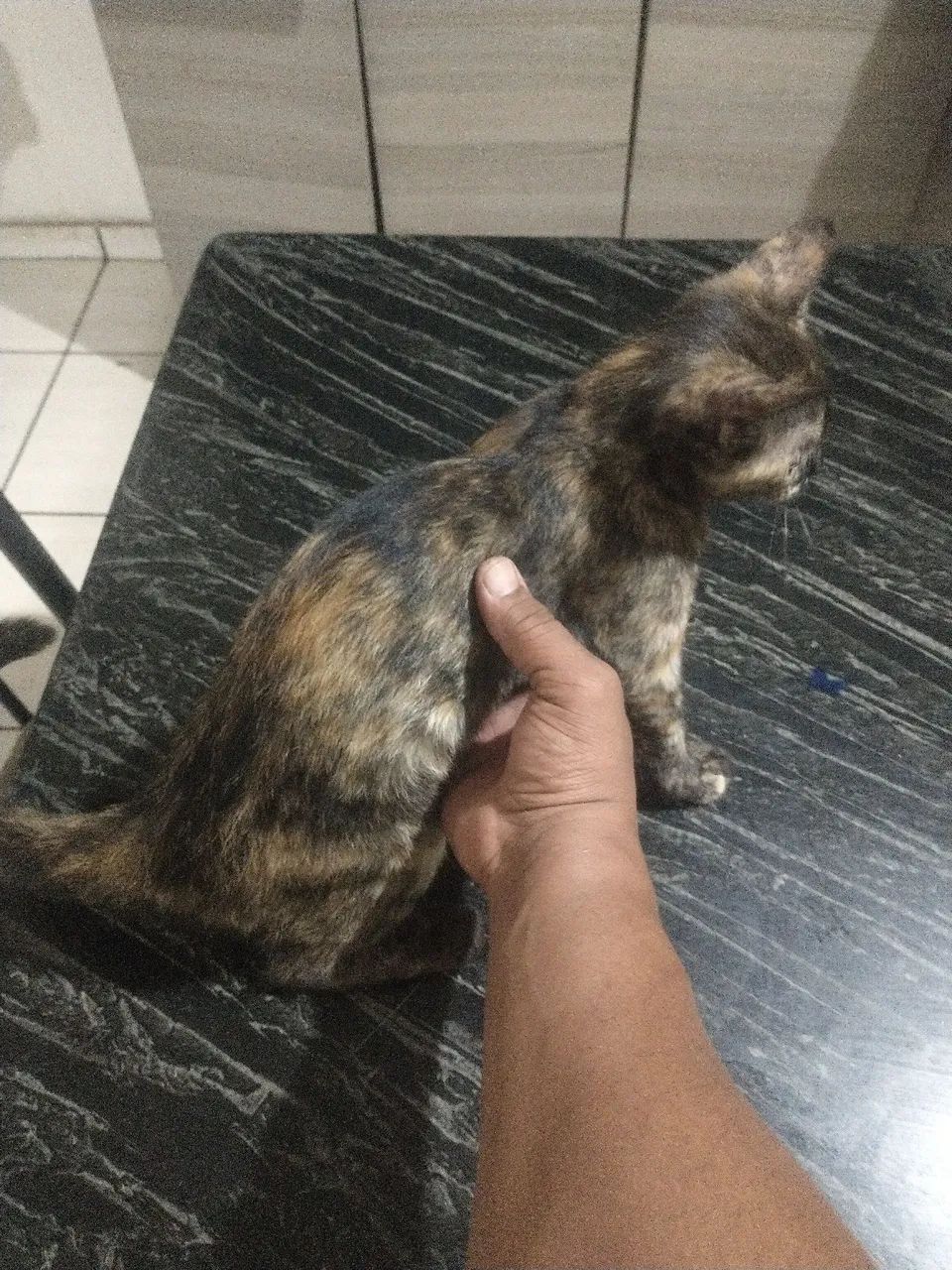 Gatinha diferenciada para adoção - Foto 5