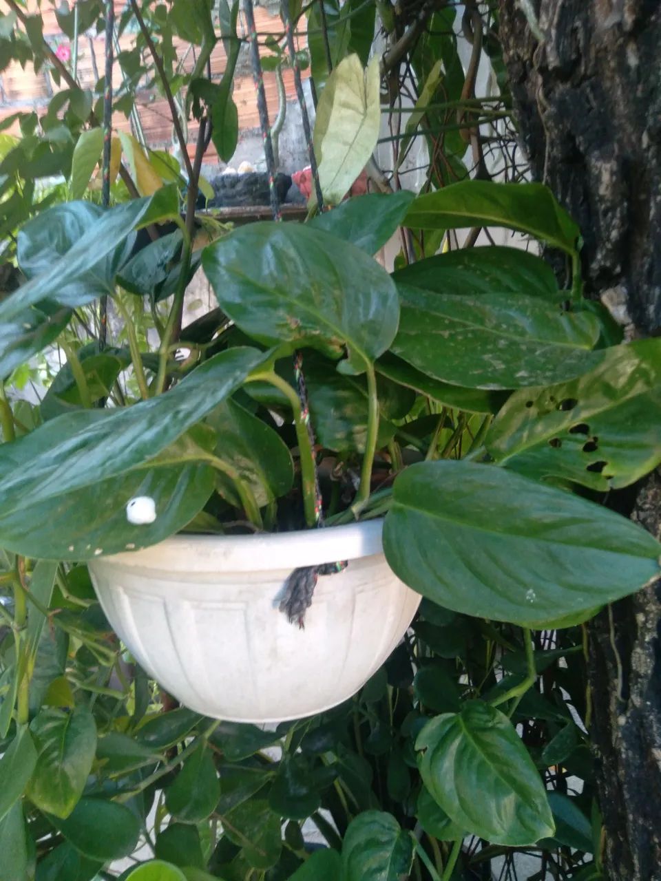 Planta  em cesta suspensa  - Foto 3